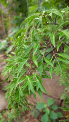 beautiful patterned leaves on nature