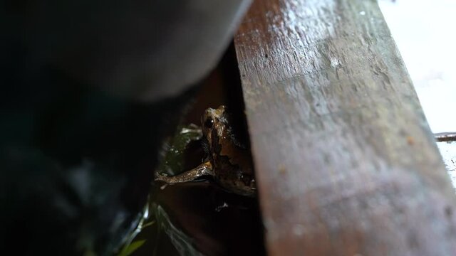 Banded bullfrog Kaloulas is crying out in the water pond after stop the rain.