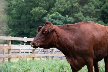 brown cow in a fenced barn