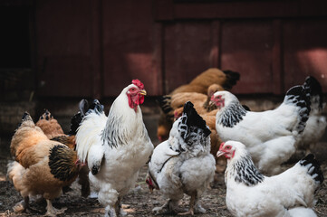 Chickens in the hen house. Animal farm.