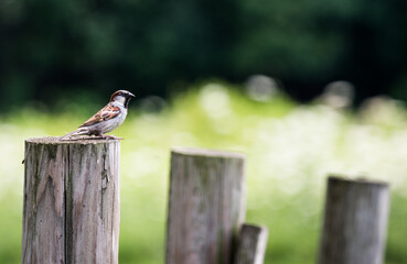bird on a wooden post