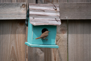 bird outside a bird house