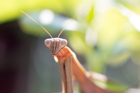 Praying Mantis Close Up