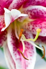 close up of a lily