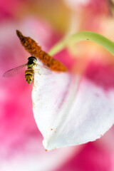 Insect  on a lily stamen. 