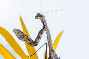 praying mantis on white background