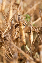 the field with the pea crop is yellow