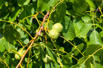 green unripe walnuts in the summer