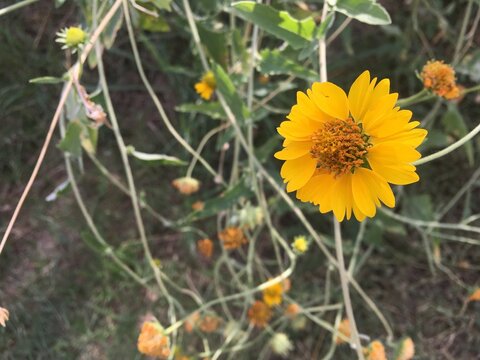 Yellow Huisache Daisy Flower