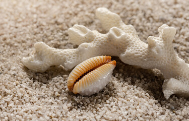 Beach composition with sea corals and seashells on white sand. Sea and leisure background.
