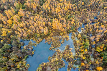 aerial top view of swamp among autumn forest with colorful bright trees. blue sky is reflected in water surface.