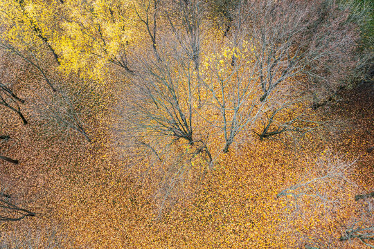 Fall Forest Landscape With Fallen Autumn Foliage On Ground Under Leafless Trees. Aerial Photo.