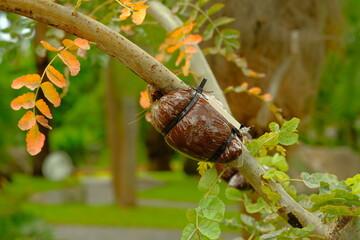 Grafting is an agricultural technique for forming branches. grafting to continue growing together