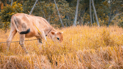 Cattle grazing in the grassy field landscape photograph, roped captive farm animals pasture-raised in rural countryside in Sri Lanka.