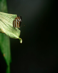 Beautiful Ceylon Tiger butterfly rest on the edge of a green leaf, natural dark environment with dim lighting, soft bokeh background, and copy space for text.