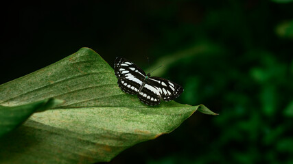 Beautiful Ceylon Tiger butterfly with a beautiful black and white pattern wings spread on a green leaf in early the morning. Natural light wildlife photograph of a butterfly in Sri Lanka.