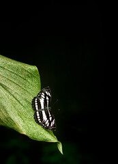 Beautiful Ceylon Tiger butterfly rest on the edge of a green leaf, natural dark environment with dim lighting, dark background with copy spaces.