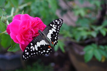 Beautiful pink rose and black butterfly on a background of fabulous  in a summer garden.