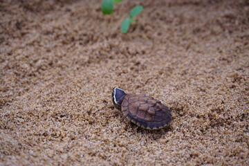 baby turtle walking on sand