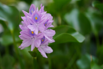 ホテイアオイの花