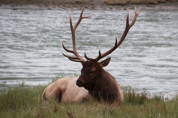 River King, Jasper National Park, Alberta