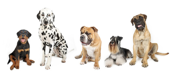 group of different dogs with Rottweiler Dalmatian bulldog miniature schnauzer and bullmastiff isolated on white background