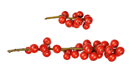 Set of Winterberry Holly (Ilex verticillata) twigs with red berries isolated