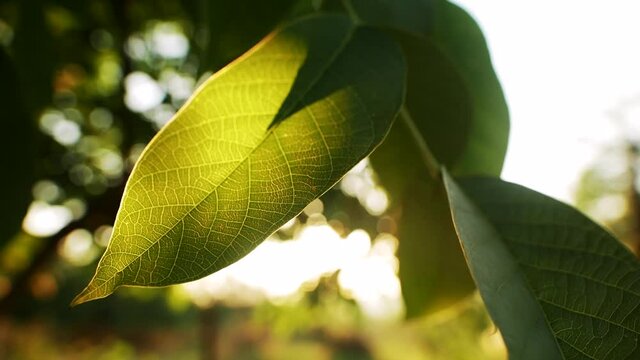 Large sunlit green leaf with veins on thin branch of wallnut-tree sway in light wind at foliage on sunny day macro