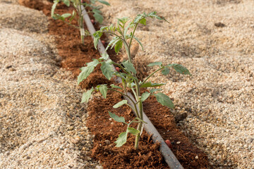 Plántulas de tomate en fibra de coco en suelo protegido con arena, enarenado