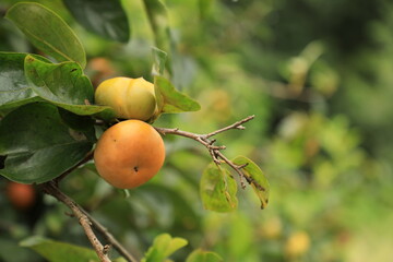 秋に色づく柿の実