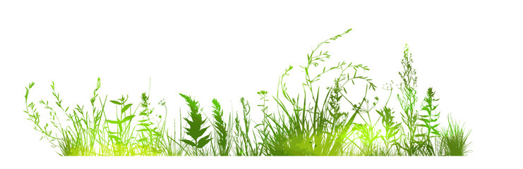 Grass silhouette. green grass with flowers. Vector illustration