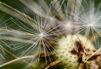 detail of dandelion seed head half blown away
