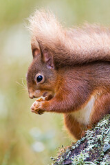 Naklejka na ściany i meble Red Squirrel eating nuts in the forests of the Cairngorms, Scotland 