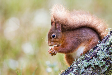 Naklejka na ściany i meble Red Squirrel eating nuts in the forests of the Cairngorms, Scotland 