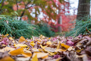 秋深い季節、落ち葉道を音をたてながら歩いた記憶は誰でも持っているかも。「懐かしい秋の記憶」