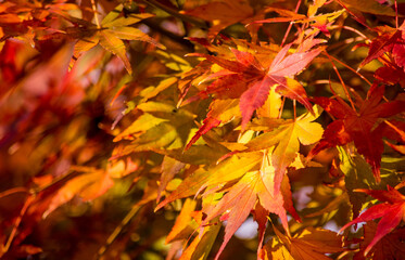 見事に紅葉した秋色の葉が木漏れ日に光って眩しいくらい