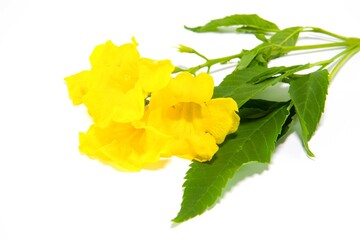 Thong Urai yellow isolated on white background