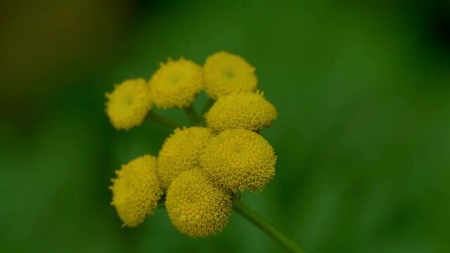  Tansy in slight breeze, flowering (Tanacetum vulgare) - (4K)