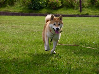 公園で遊ぶ柴犬