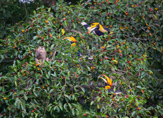 Great Hornbills and Monkey eating fruit on tree in rainforest.