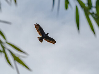 Buzzard in flight
