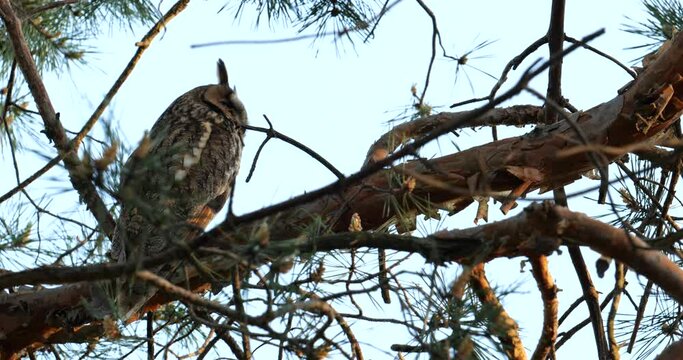 long-eared owl before hunting in the forest 4k