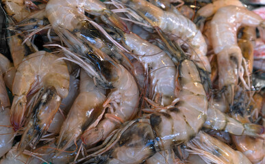 fresh shrimps at the fish market. prawns.