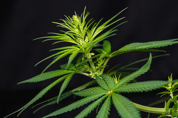 Male Cannabis marijuana (hemp) flowering indoor plant on black background.
