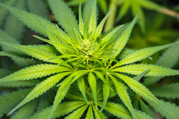 Male Cannabis marijuana (hemp) flowering indoor plant on black background.