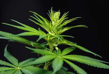 Male Cannabis marijuana (hemp) flowering indoor plant on black background.