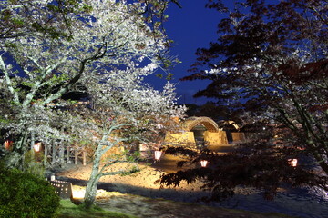 錦帯橋と岩国の夜桜の風景！山口県観光春の岩国市横山の町並み
