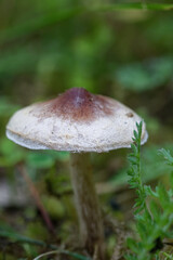 Fruiting body of little nonedible mushroom