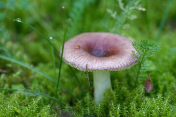 Fruiting body of little nonedible mushroom