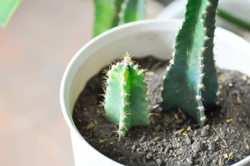 cactus , Fairytale castle or Cereus peruvianus